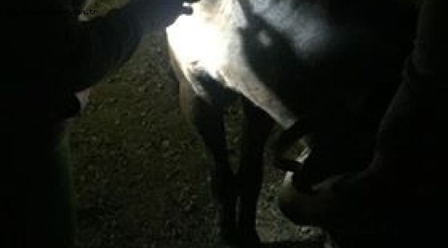 Buca zabıtasından gebe ata hayati müdahale