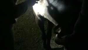 Buca zabıtasından gebe ata hayati müdahale