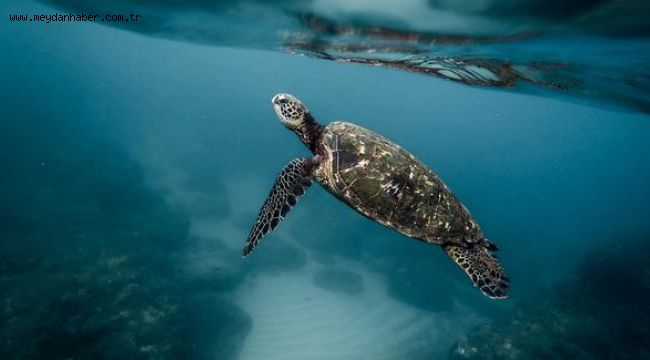 Kaplumbağa eti yiyen 57 kişi zehirlendi: 4'ü öldü