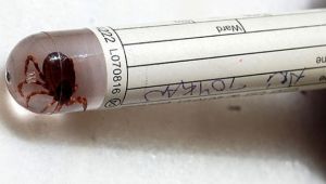 KKKA'dan hastaların yüzde 95'i kurtuluyor