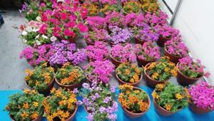 MANİSA ÇİÇEK FESTİVALİ 15 MAYIS'TA BAŞLIYOR