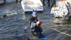 TEMİZ DENİZ, TEMİZ FOÇA