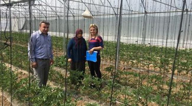 Tuta absoluta (Domates Güvesi) Mücadelesi İçin Seralara Tuzaklar Asıldı.