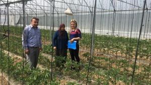 Tuta absoluta (Domates Güvesi) Mücadelesi İçin Seralara Tuzaklar Asıldı.