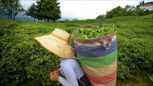 Yaş çay alım fiyatı belli oldu
