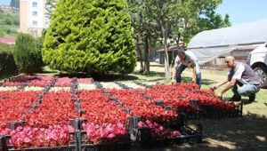 YAZLIK ÇİÇEKLER DİKİLİYOR