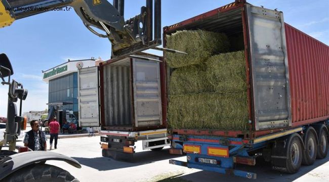 YONCA İHRACATI BAŞLADI