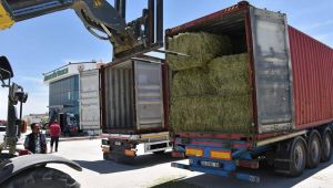 YONCA İHRACATI BAŞLADI