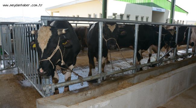 BAŞKAN HÜRRİYET'İN MÜJDELER VERDİĞİ KURBAN PAZARINDA ÖN KAYITLAR BAŞLIYOR