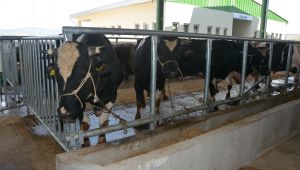 BAŞKAN HÜRRİYET'İN MÜJDELER VERDİĞİ KURBAN PAZARINDA ÖN KAYITLAR BAŞLIYOR