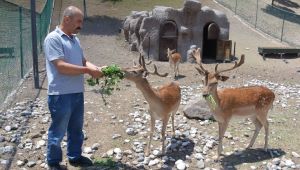 HAYVANAT BAHÇESİNE YENİ DOSTLAR GELİYOR