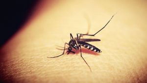 İstanbul'da 4 kişide "Batı Nil Virüsü" enfeksiyonu tespit edildi
