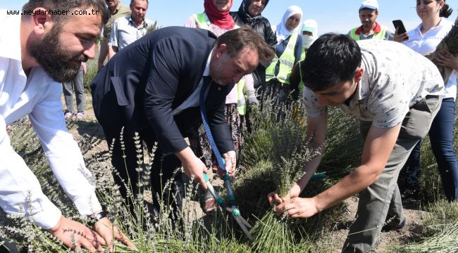 Karesi'de Lavanta Hasadı Başladı