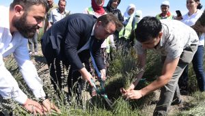 Karesi'de Lavanta Hasadı Başladı