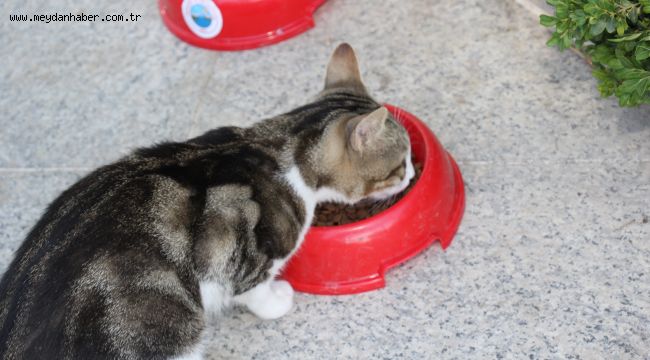 Mama ve Su Kapları Başkan Kayalar'dan