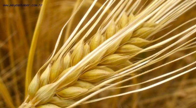 Tarım- ÜFE Haziran ayında %2,97 azaldı