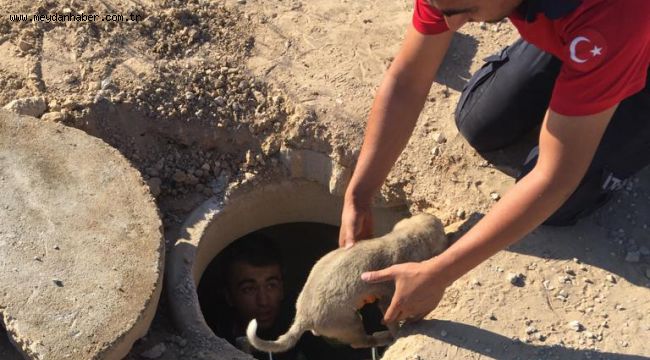 Yavru hayvanlar kurtarıldı