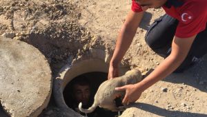 Yavru hayvanlar kurtarıldı