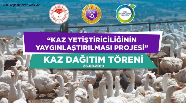 4.000 KAZ DAĞITILIYOR