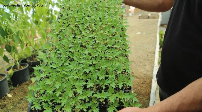Beypazarı Belediyesi Seraları Kışlık Çiçek Ekimine Başladı