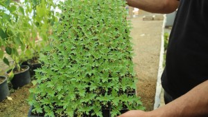 Beypazarı Belediyesi Seraları Kışlık Çiçek Ekimine Başladı