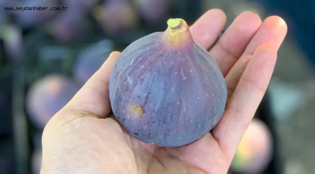 Büyükşehir 'Siyah İncir' üreticisinin de yanında…