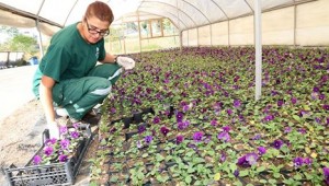 ÇANKAYA'DA KIŞLIK ÇİÇEK İÇİN ÜRETİM BAŞLADI