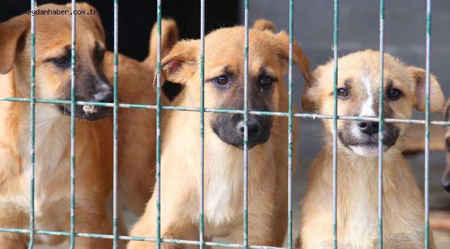ÇANKAYA TERK EDİLEN HAYVANLARA SAHİP ÇIKIYOR