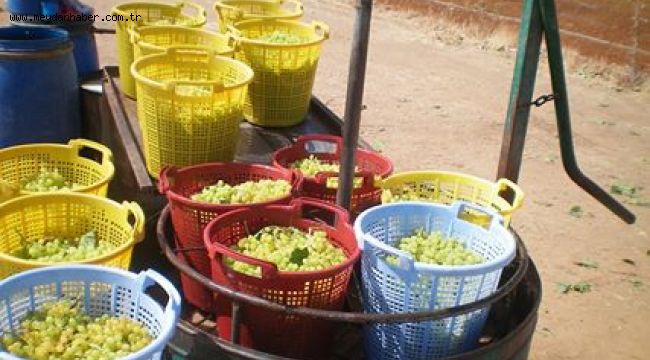  Çekirdeksiz kuru üzüm ihracatı 500 milyon doları aştı