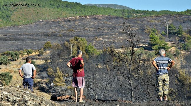 İZSİAD'dan İzmir'e fidan kampanyası