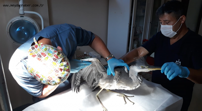 Kocaeli'nde yaralı kuşlar da Büyükşehir'e emanet