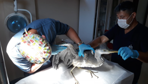 Kocaeli'nde yaralı kuşlar da Büyükşehir'e emanet