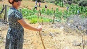 KÖY-KOOP  İZMİR BİRLİĞİNDEN   TARIM VE ORMAN BAKANLIĞI'NA "Yasayı uygulayın, ormanları köylüye bırakın" çağrısı