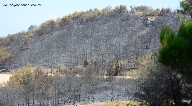 "Ormanİzmir" buluşması için hazırlıklar tamam