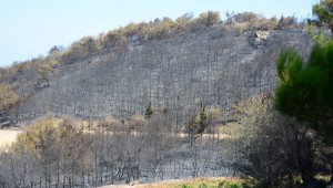 "Ormanİzmir" buluşması için hazırlıklar tamam