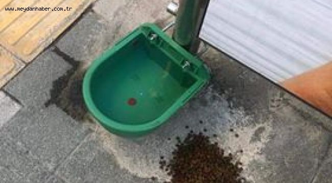 SOKAK HAYVANLARI KİMSESİZ DEĞİL  