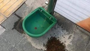 SOKAK HAYVANLARI KİMSESİZ DEĞİL  