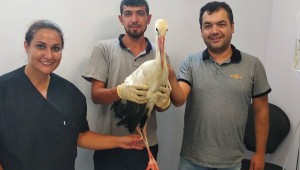 Yaralı leyleğe Büyükşehir şefkati