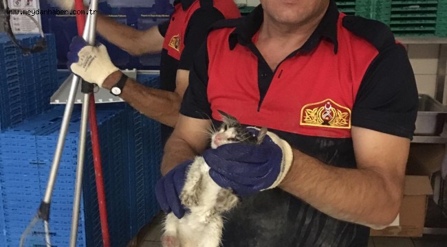 Yaramaz Boncuk itfaiye ekipleri tarafından kurtarıldı