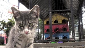 AVCILAR BELEDİYESİ'NDEN KEDİ EVLERİYLE İLGİLİ KARAR