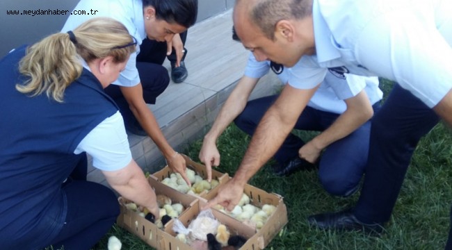 AVCILAR'DA DİLENCİ VE CANLI HAYVAN OPERASYONU