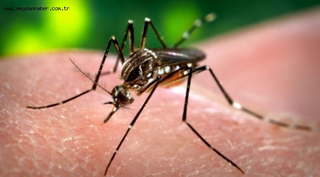 Bangladeş'te dang humması yayılıyor