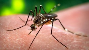 Bangladeş'te dang humması yayılıyor