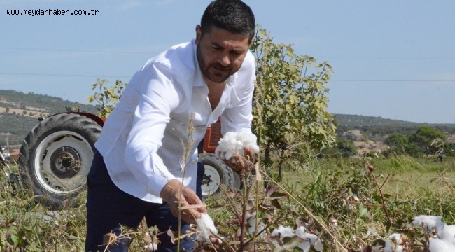 BAŞKAN FATİH GÜRBÜZ, PAMUK HASADINDA