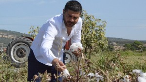 BAŞKAN FATİH GÜRBÜZ, PAMUK HASADINDA