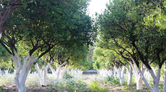 BELEDİYENİN 'MODEL' BAHÇESİ TAKDİR TOPLUYOR