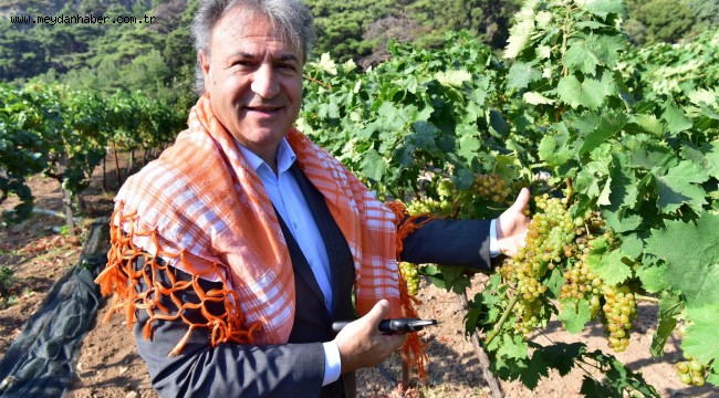 Bornova'da bağ bozumu bereketi