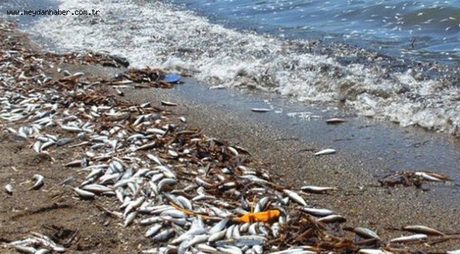 CHP'li Beko, balık ölümlerini sordu