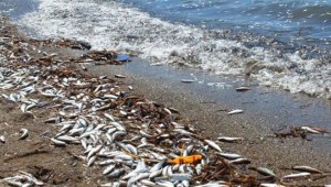 CHP'li Beko, balık ölümlerini sordu