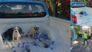 Dört yavru köpek hayata döndü 